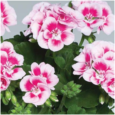 Geranium / Tapak Dara (Pelargonium sitrosa)