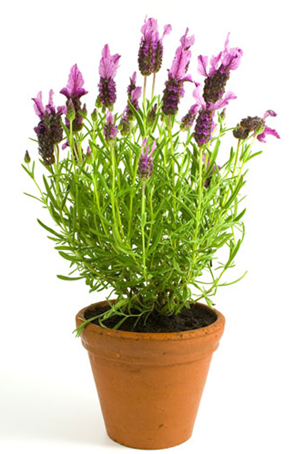 Lavender (Lavandula angustifolia)