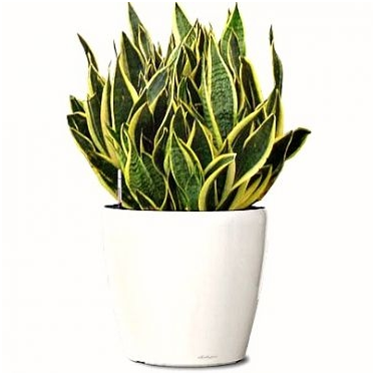 Sansevieria (Lidah mertua)