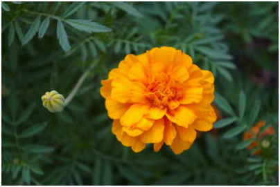 marigold