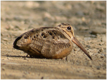 the america woodcock