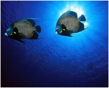 france angelfish