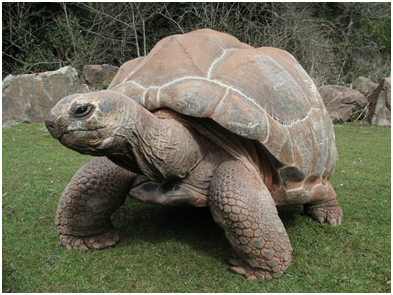 giant tortoise