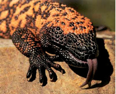 gila monster