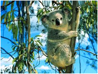 koala