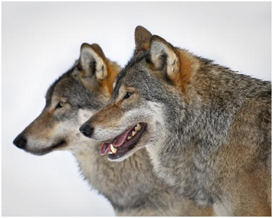 serigala / wolf / canis lupus