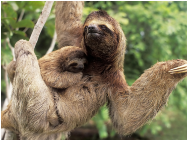 three toed sloth