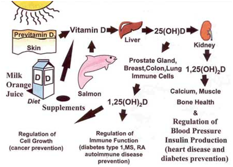 Processing of Vitamin D in our body