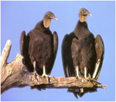 burung nasar / vulture hitam