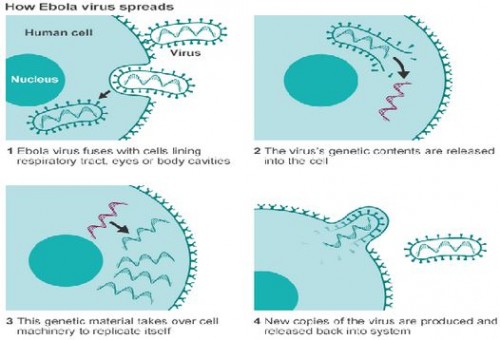 how ebola virusses spread