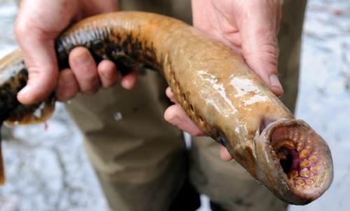 lamprey fish