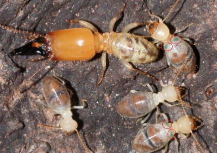 Singapore termite control Advancepest Management