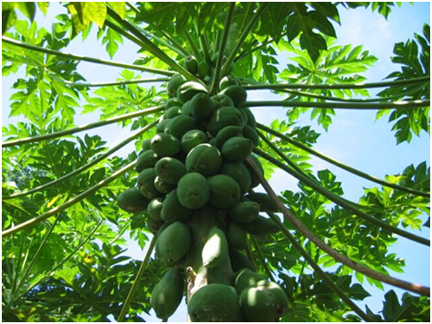 papaya leaves