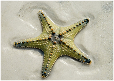 starfish