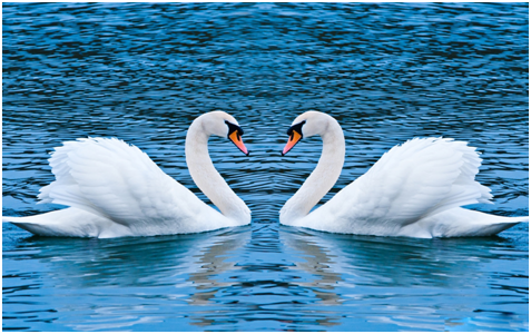 couple of swan