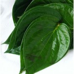 manfaat kesehatan daun sirih