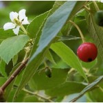 kasiat buah dan daun kersen