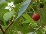 kasiat buah dan daun kersen