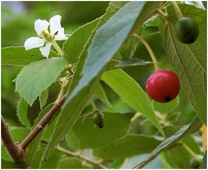 kasiat buah dan daun kersen