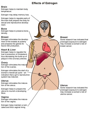 peran estrogen untuk wanita