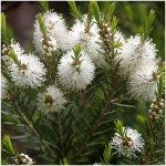 Malaleuca Alternifolia