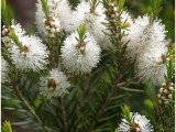 Malaleuca Alternifolia