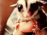 sugar glider