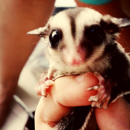 sugar glider